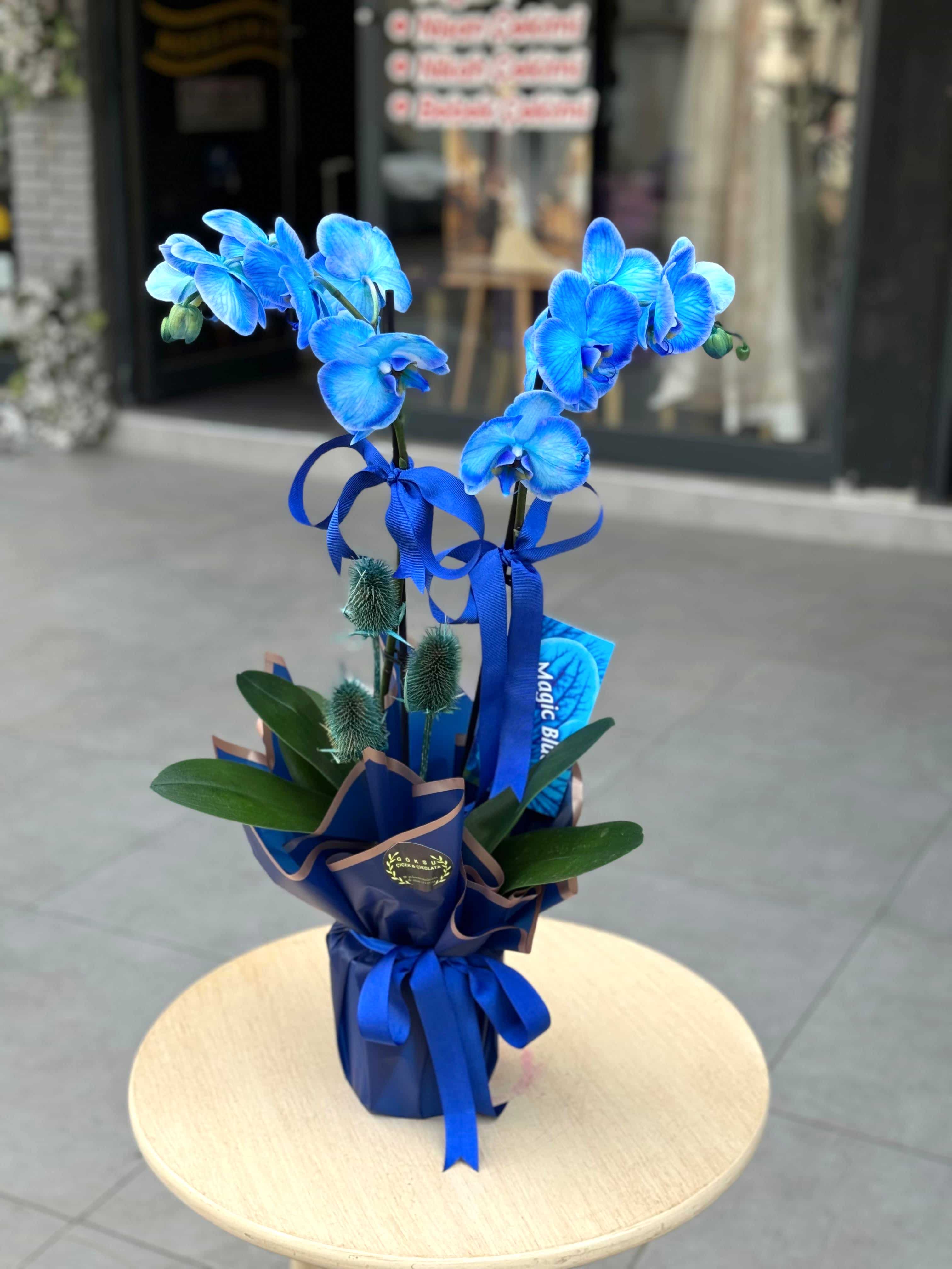 ÇİFT DALLI MAVİ İTHAL ORKİDE